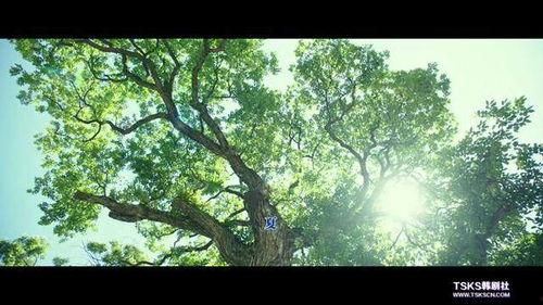 小森林在线观看免费,免费在线观看,感受田园生活的诗意与温暖 第1张 小森林在线观看免费,免费在线观看,感受田园生活的诗意与温暖 第1张