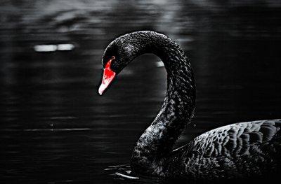 黑天鹅属性爆料最新,不可预测的颠覆性影响解析